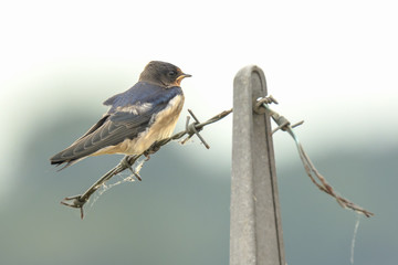 Barn Swallow Hirundo rustica resting closeup
