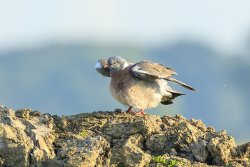 Close-up of a wood pigeon bird, columba palumbus, posing and preening