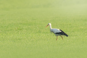 Stork bird Ciconia ciconia foraging in grass