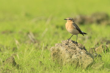 northern wheatear (Oenanthe oenanthe) bird resting on grassland