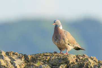 Close-up of a wood pigeon bird, columba palumbus, posing and preening