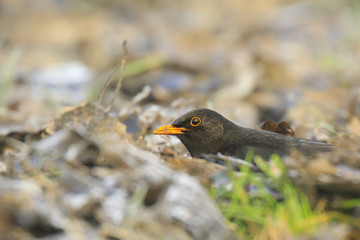 Male Blackbird (turdus merula) bird searching food on the forest floor