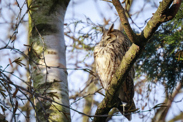 Long eared owl (Asio otus) bird of prey perched in a tree
