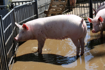 Headshot close up of a young pig sow at animal farm summertime outdoors