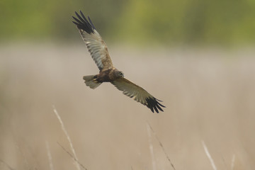 Hen harrier Circus cyaneus hunting