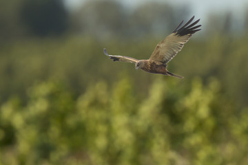 Hen harrier Circus cyaneus hunting