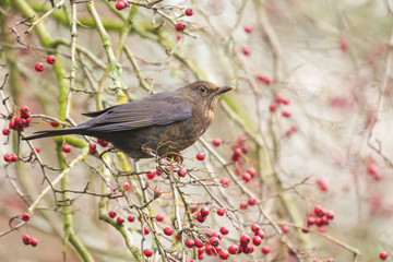 Close-up of a female common blackbird (Turdus merula) bird eating red berries facing sunlight