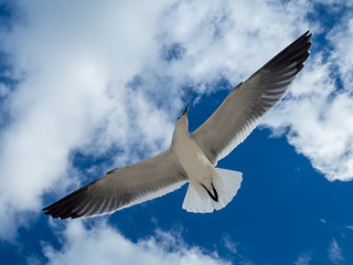 Sagull flying over the Cancun beach in Mexico, group of seagulls fishing in the sea