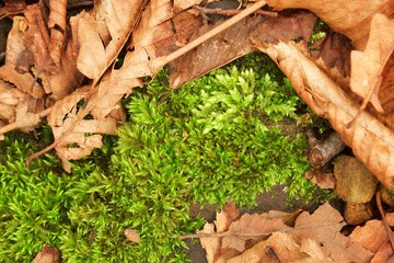 Moss and lichen on the old fallen tree