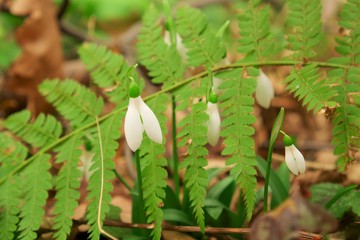 Obraz premium Small flower between autumn leaves in the forest. Spring coming soon.