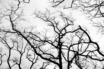 Naked tree branches against a cloudy sky background