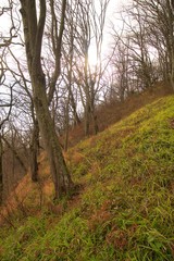 Forest trees on the slope of hill. Sun rays between branches.