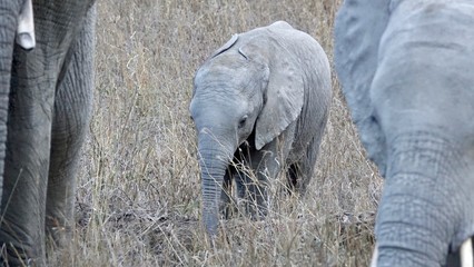 african elephant, family with baby, tanzania, Africa © Kirsten Dohmeier