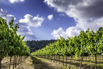 Obraz premium Vineyard in Isareal, against the blue sky HDR. 