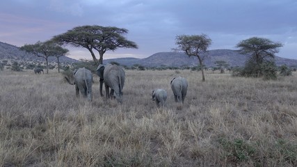african elephant, family with baby, tanzania, Africa © Kirsten Dohmeier