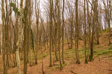 Trees in the forest on the mountainside. Autumn landscape.