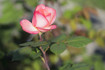 Rosa Rosenblüte im Sonnenlicht
