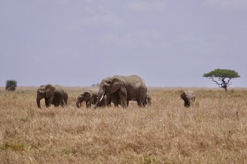 african elephant, family with baby, tanzania, Africa