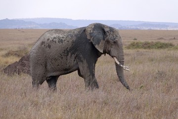 african elephant bull, Tanzania,Africa