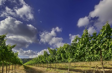 Obraz premium Vineyard in Isareal, against the blue sky HDR. 