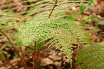 Green fern in the forest at autumn