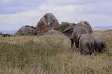 african elephant, family with baby, tanzania, Africa