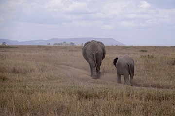 Fototapeta na wymiar african elephant, family with baby, tanzania, Africa
