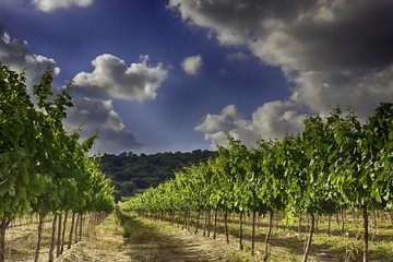 Obraz premium Vineyard in Isareal, against the blue sky HDR. 