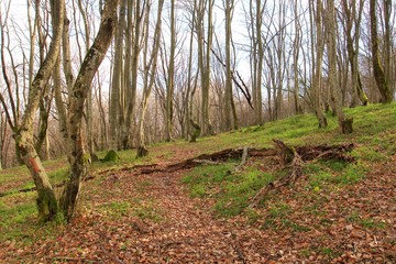 Sunny day in the forest. Rural road between forest trees. Autumn season. Sun rays between branches. Green grass around.
