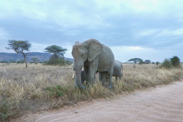 Fototapeta na wymiar african elephant, family with baby, tanzania, Africa