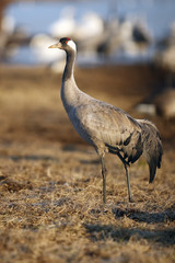 The common crane (Grus grus), also known as the Eurasian crane on the evening light. Crane standing on the horizon.