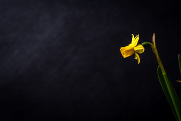 Yellow daffodil isolated on a chalkboard back drop with dramatic moody light