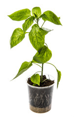 bell pepper seedlings - sprouts of peppers in pots