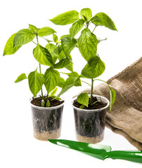 bell pepper seedlings - sprouts of peppers in pots