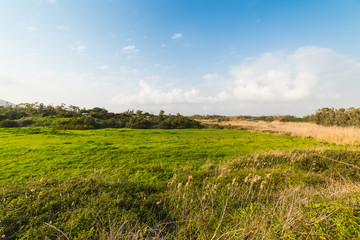 Naklejka premium Blue sky and green field in the springtime