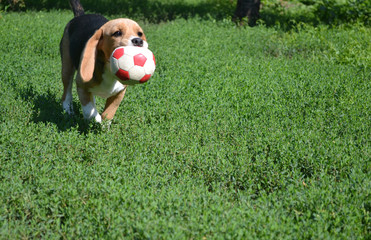 Dog with ball running on the grass
