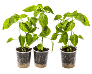 bell pepper seedlings - sprouts of peppers in pots