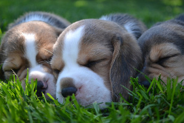 Three beagle puppies sleeping on the lawn