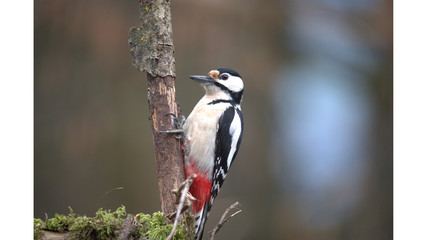 Männlicher Buntspecht