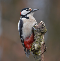 Buntspecht Männlich