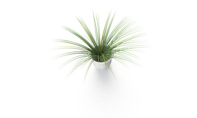 Naklejka na ściany i meble Green plant in brown vase isolated on white