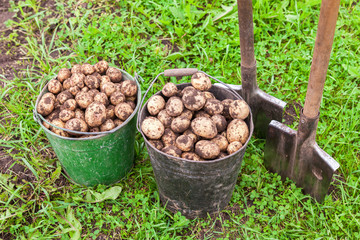 Freshly dug potatoes in metal buckets and shovels at the vegetable garden