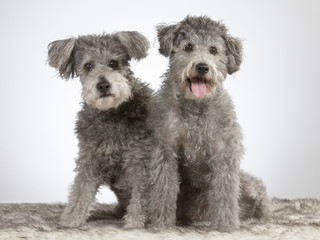 Two pumi dogs in a studio. The breed is also known as Hungarian shepherd dog. Image taken in a studio with white background.