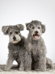 Two pumi dogs in a studio. The breed is also known as Hungarian shepherd dog. Image taken in a studio with white background.