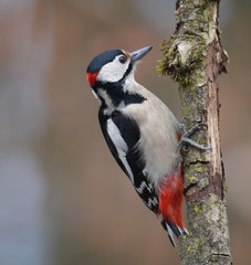 Buntspecht am Ast