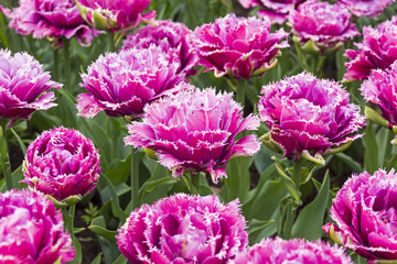 Tulips of the Mascotte species.