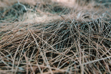 Grunge, natural beach coastline textured background. Texture image with the natural light environment.
