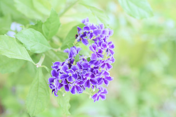 purple floral in garden overlay sunshine. soft focus