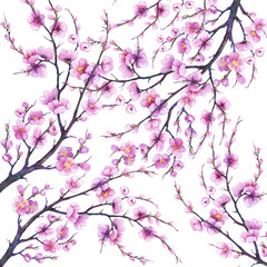 Floral pattern with cherry branch pink flowers. Japan sakura blossom. For decoration, greeting card, invitation. Watercolor hand drawn painting illustration isolated on a white background.