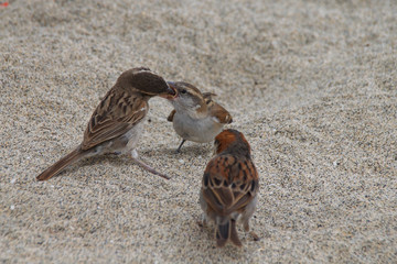 Adult female sparrow feeding a juvenile